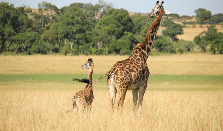 Teste tes connaissances sur les animaux terrestres Teste tes connaissances sur les animaux terrestres